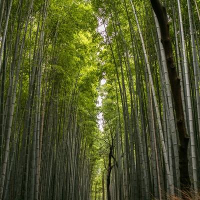 碉少堡全民枪战破解版下载